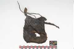 Foto von Rohhaut (NHMW-PRAE-121716)